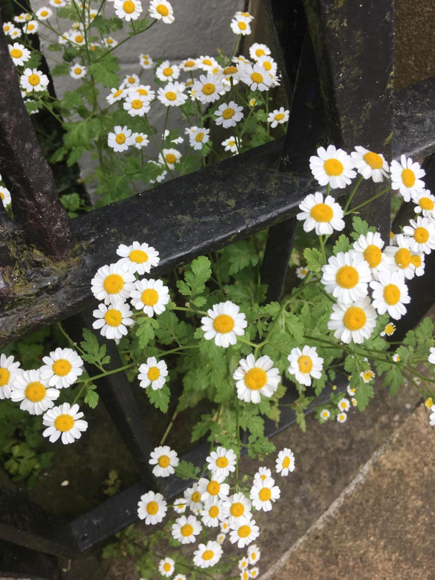 Inglenook Guest House