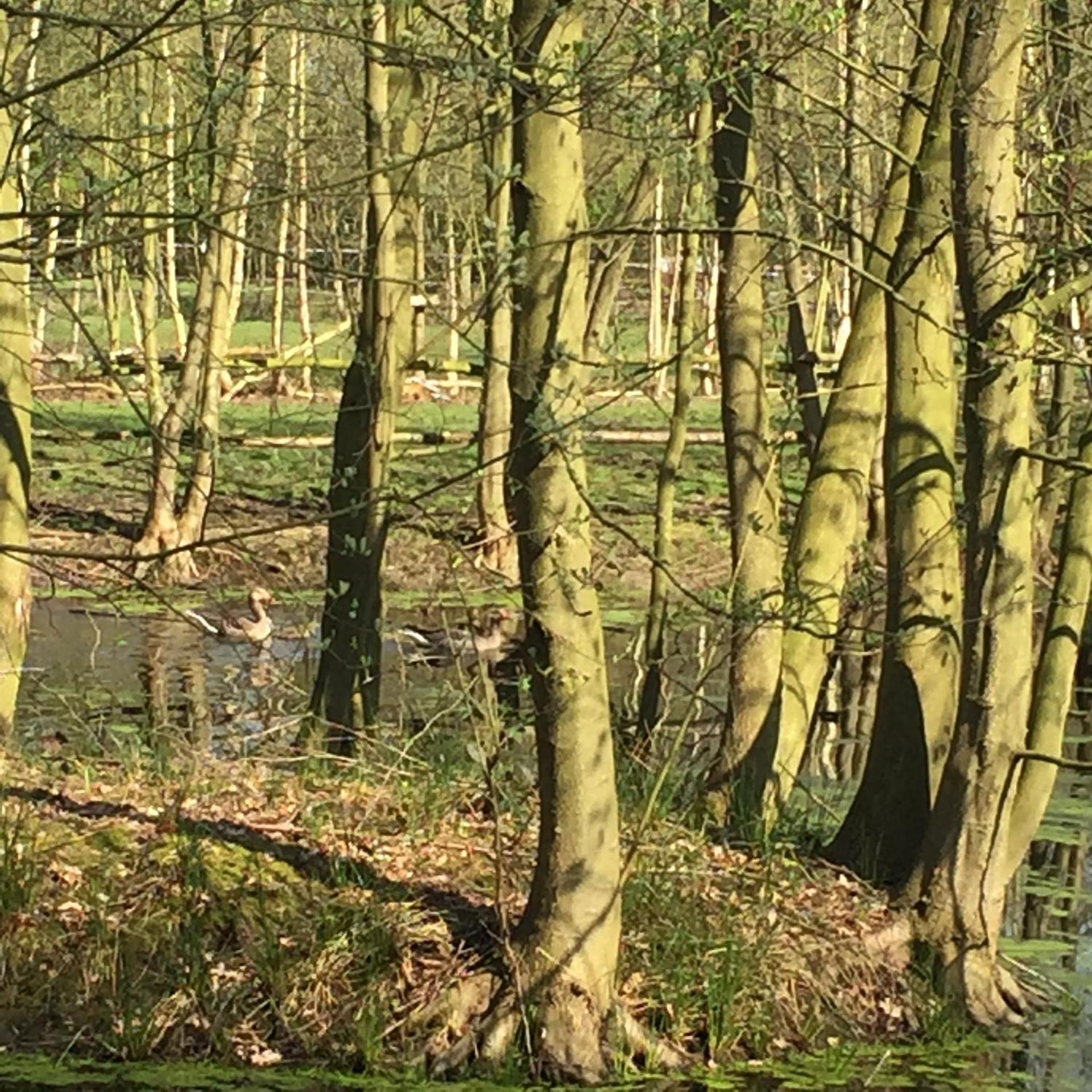 B&B Landgoed Bergerven