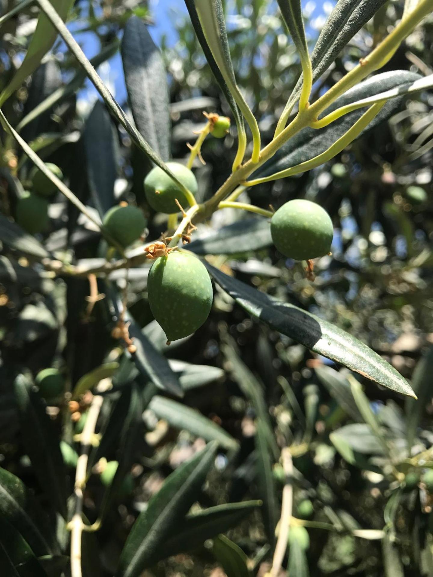 Stunning Sicilian Villa