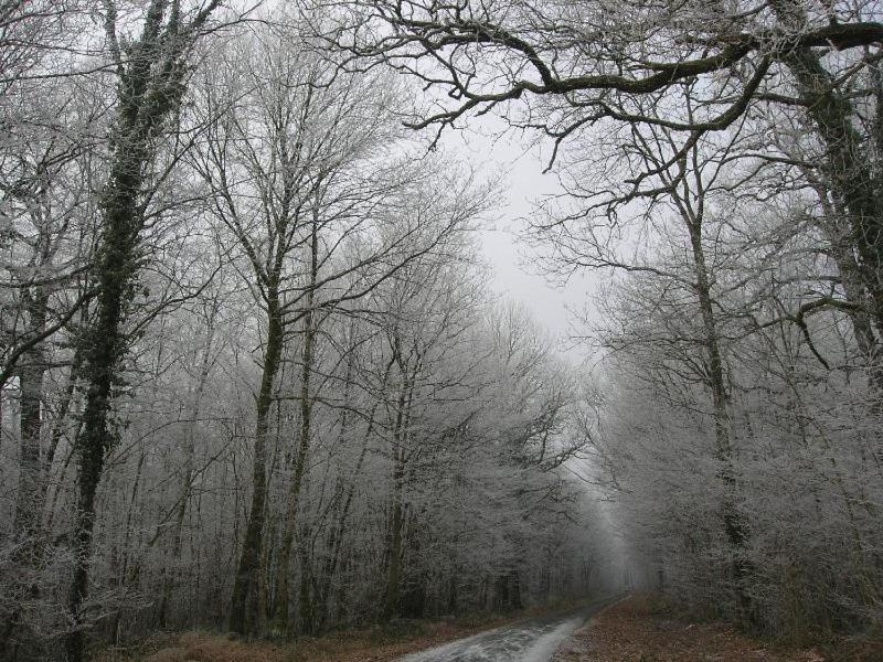 La maison du bûcheron