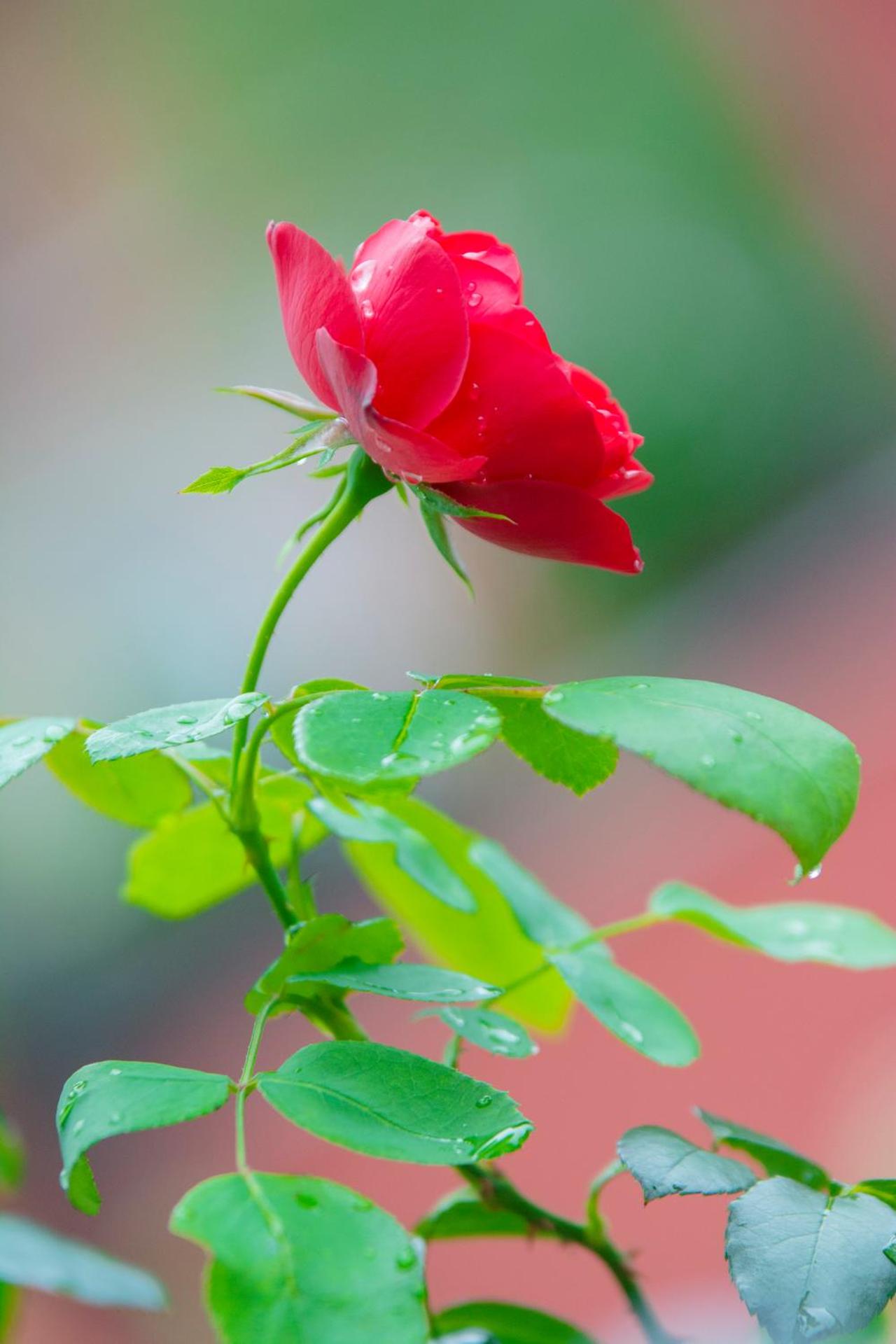 Apartment Kolaković