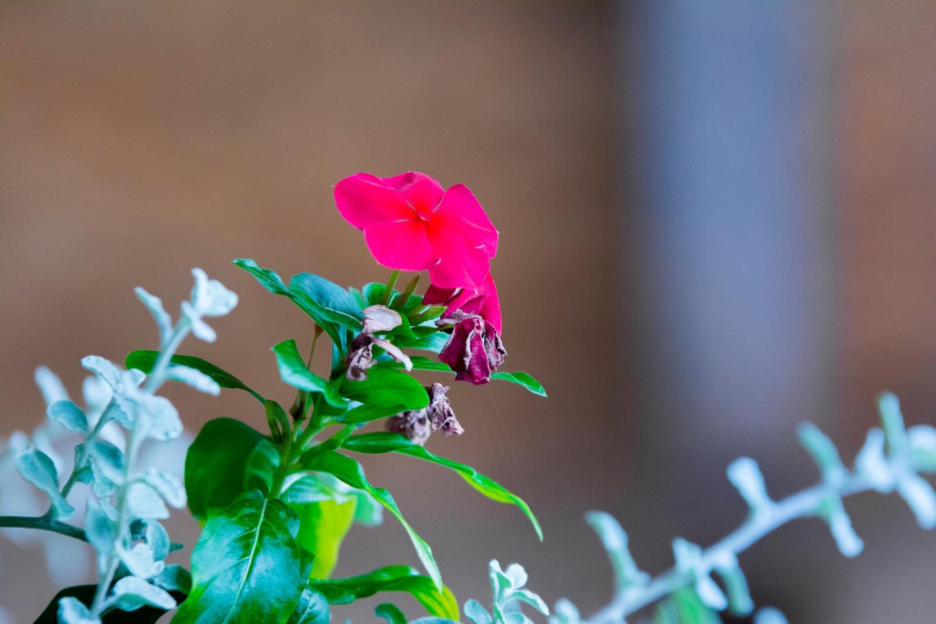 Apartment Kolaković