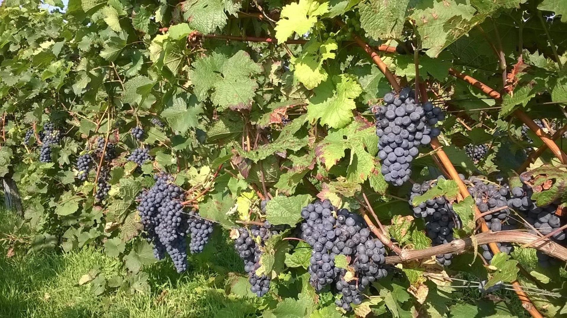 Ferienwohnung in Hahnheim, Rheinhessen