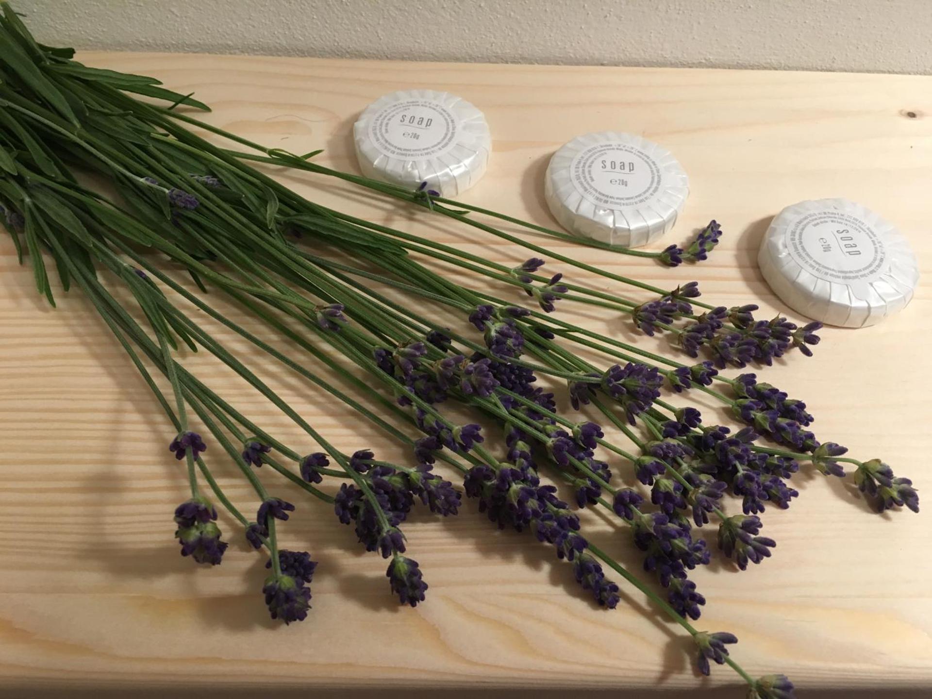 House Apartmentshumpolec + Garden