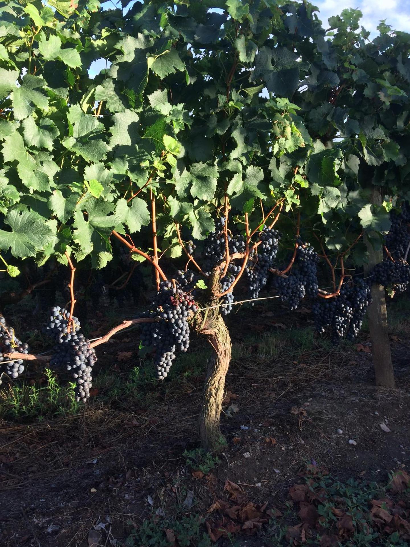 Au charmant des vignes