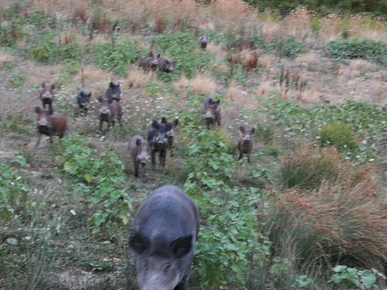 Agriturismo La Valle dei Fiori di Bellucci Rosanna