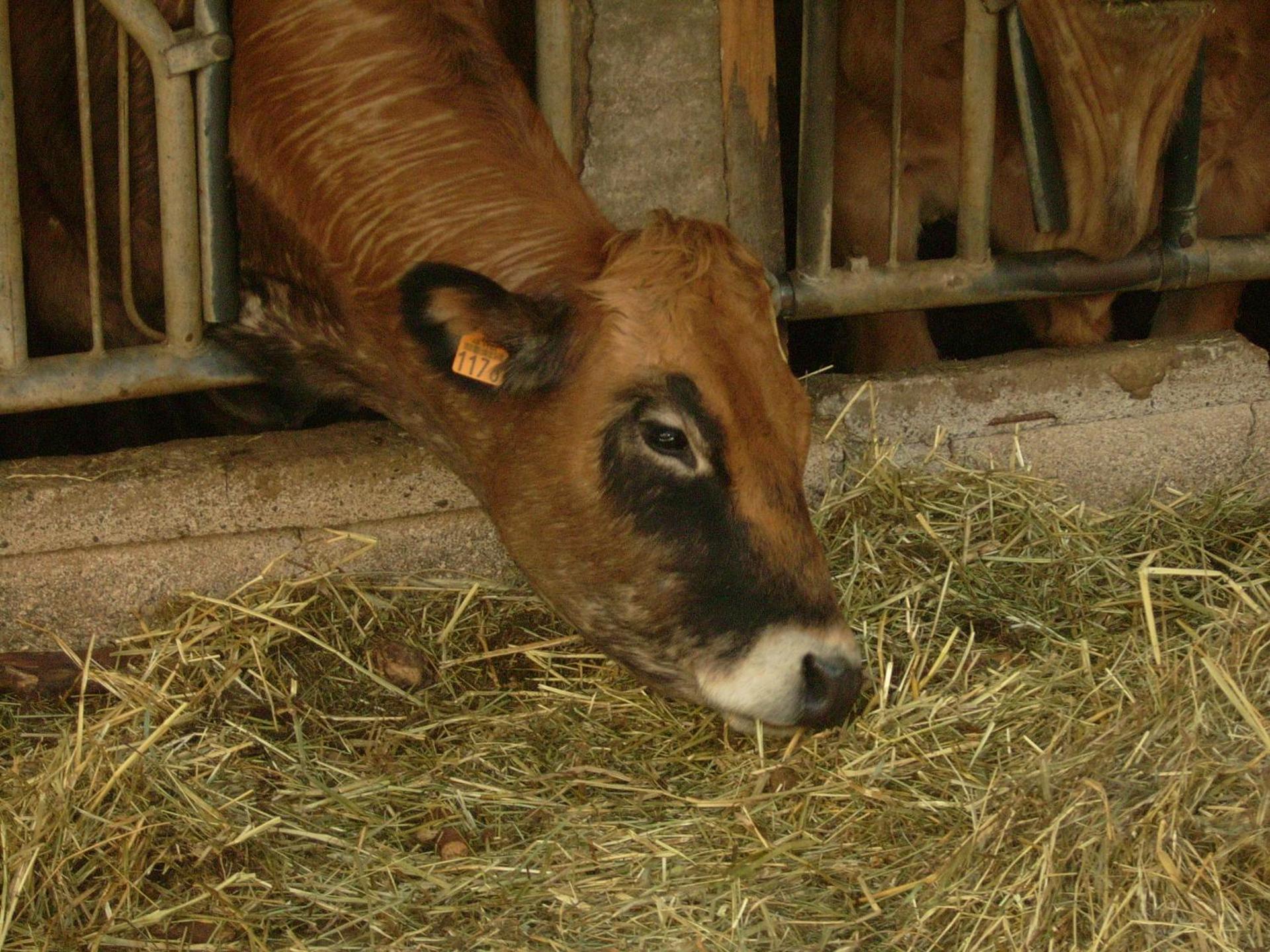 Studio nature a la ferme