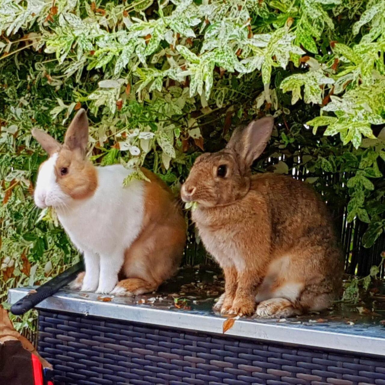 Haus auf der alten Düne 2
