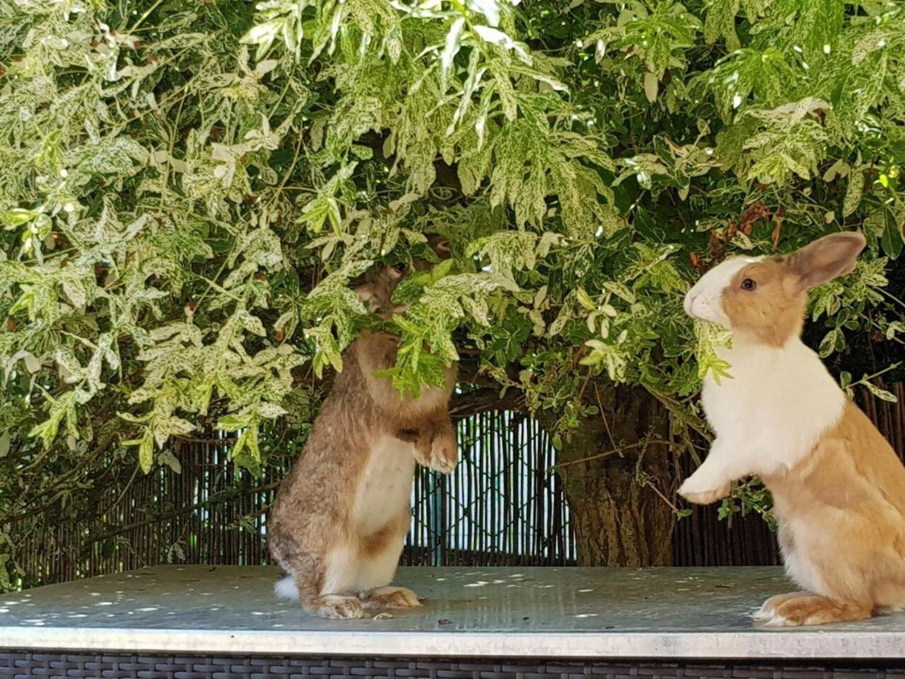 Haus auf der alten Düne 2