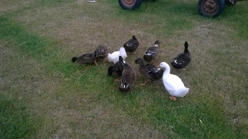 Pensiunea ,,La struti"