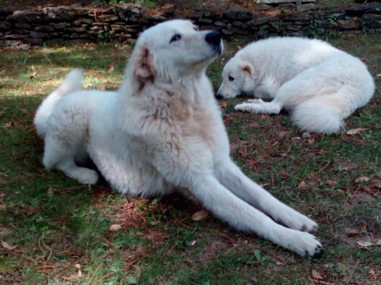 Monte Brugiana Centro trekking a cavallo