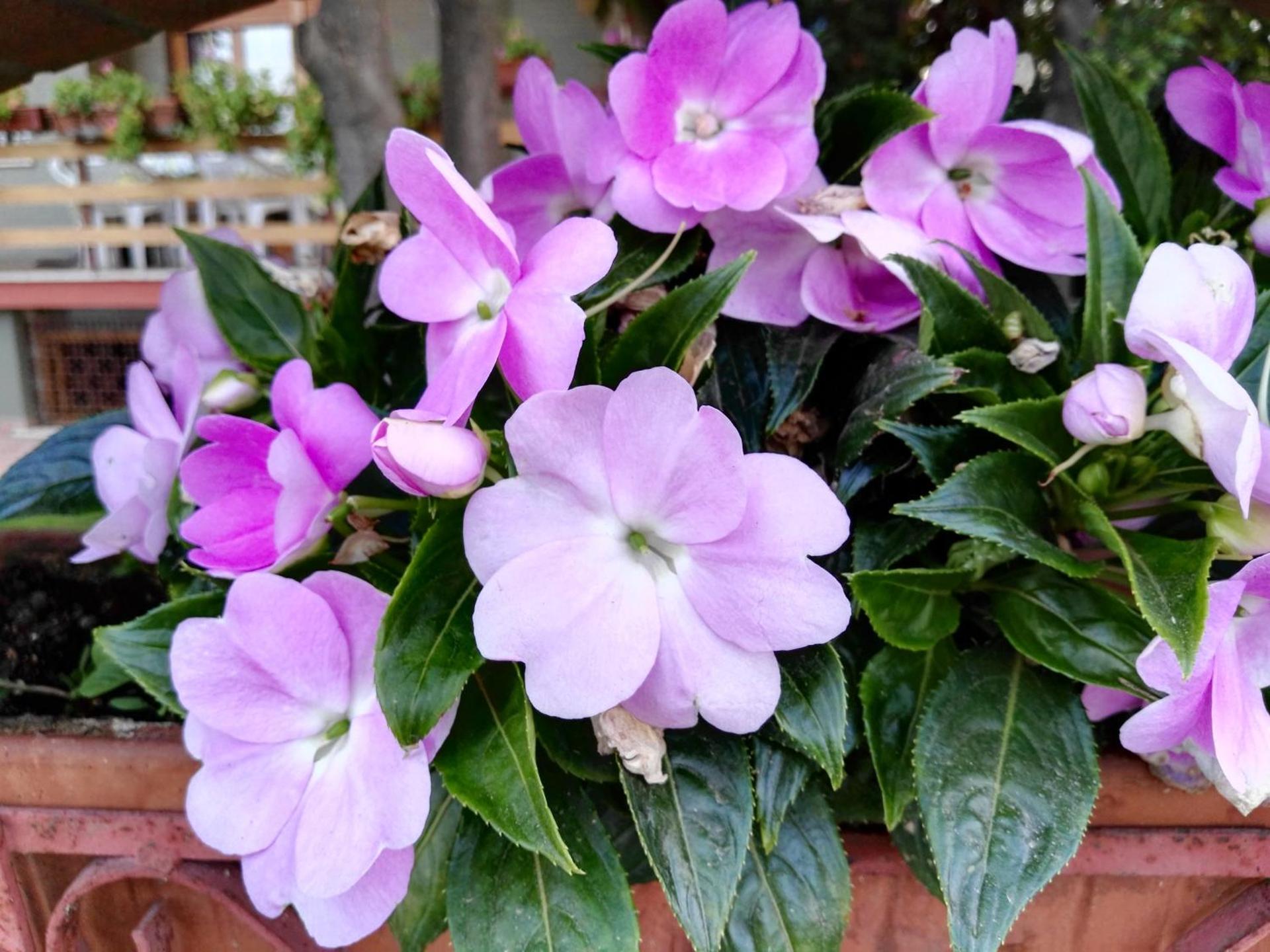 Inner courtyard view