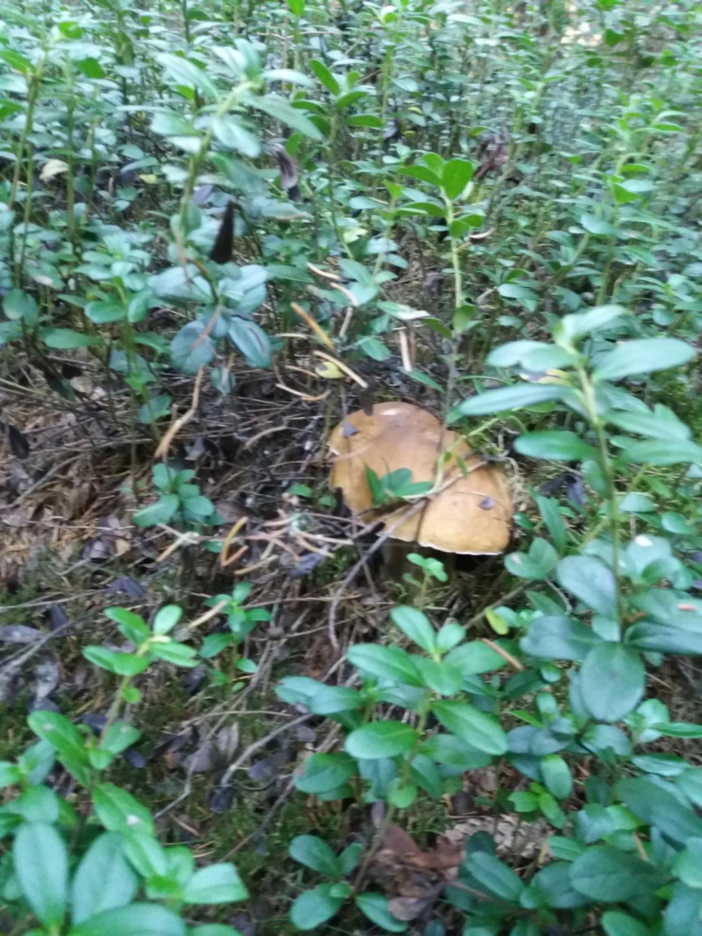 Pensiunea Agroturistica Alexandra