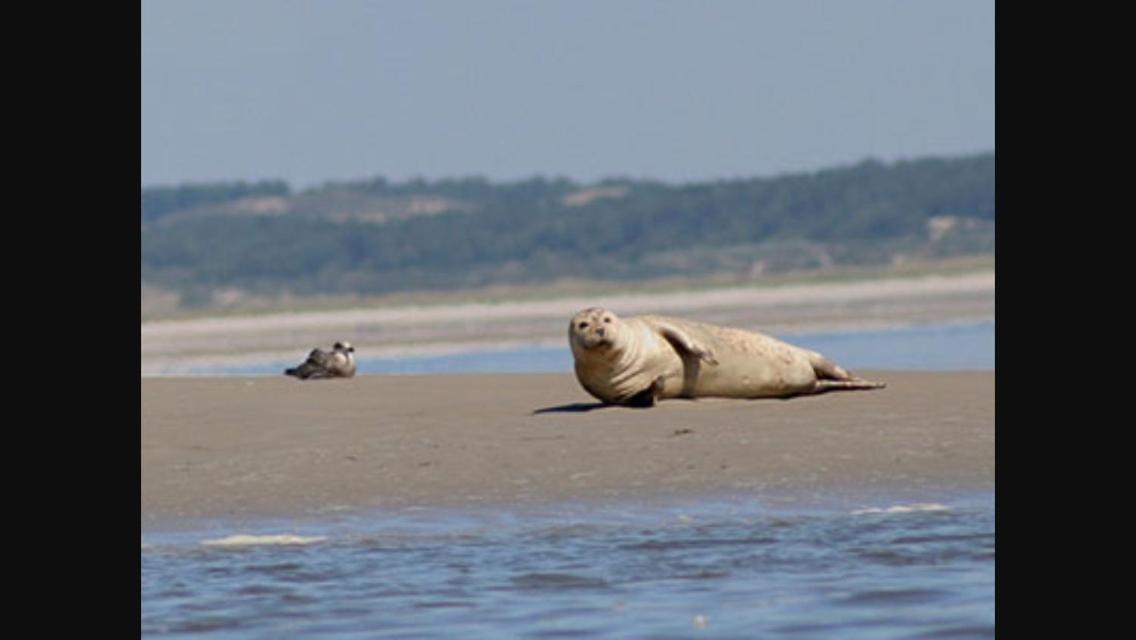 gite l'etoile de mer