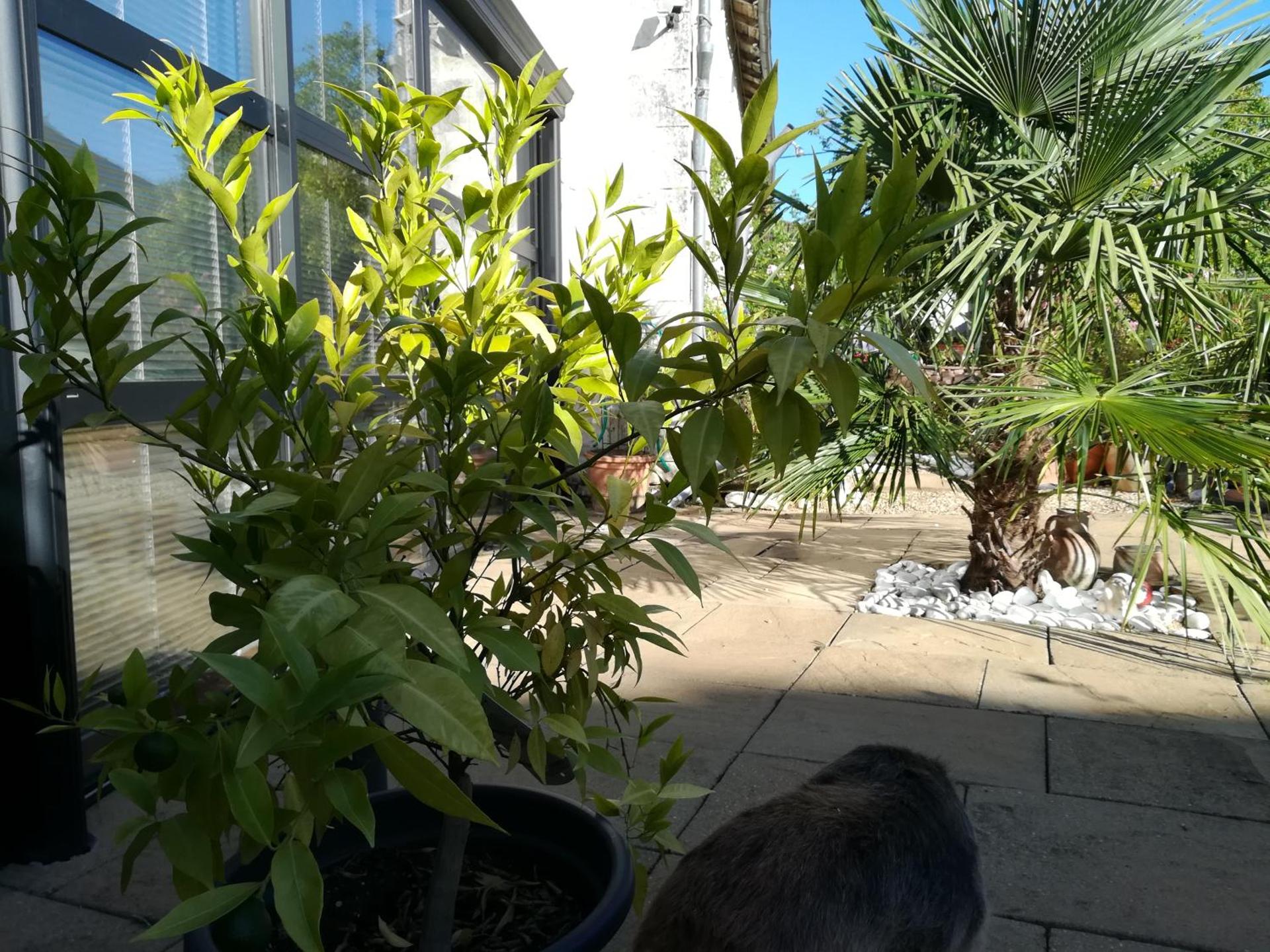 Inner courtyard view