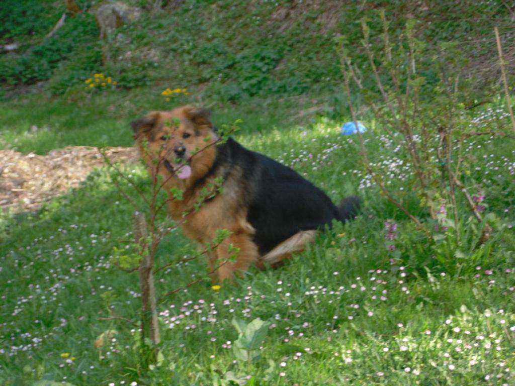 Landgasthaus Gemsennest