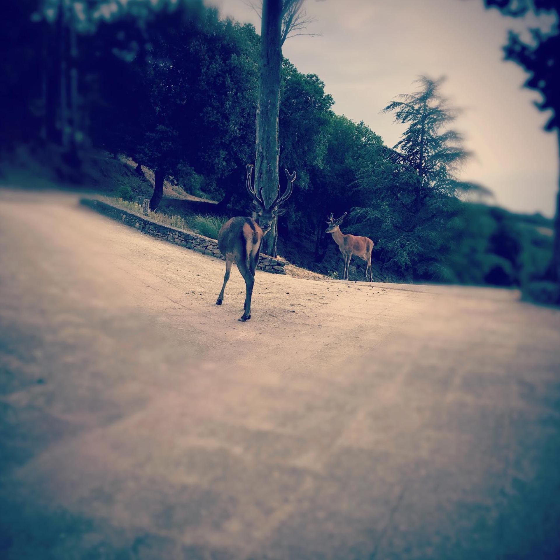 Domaine Saint Andrieu