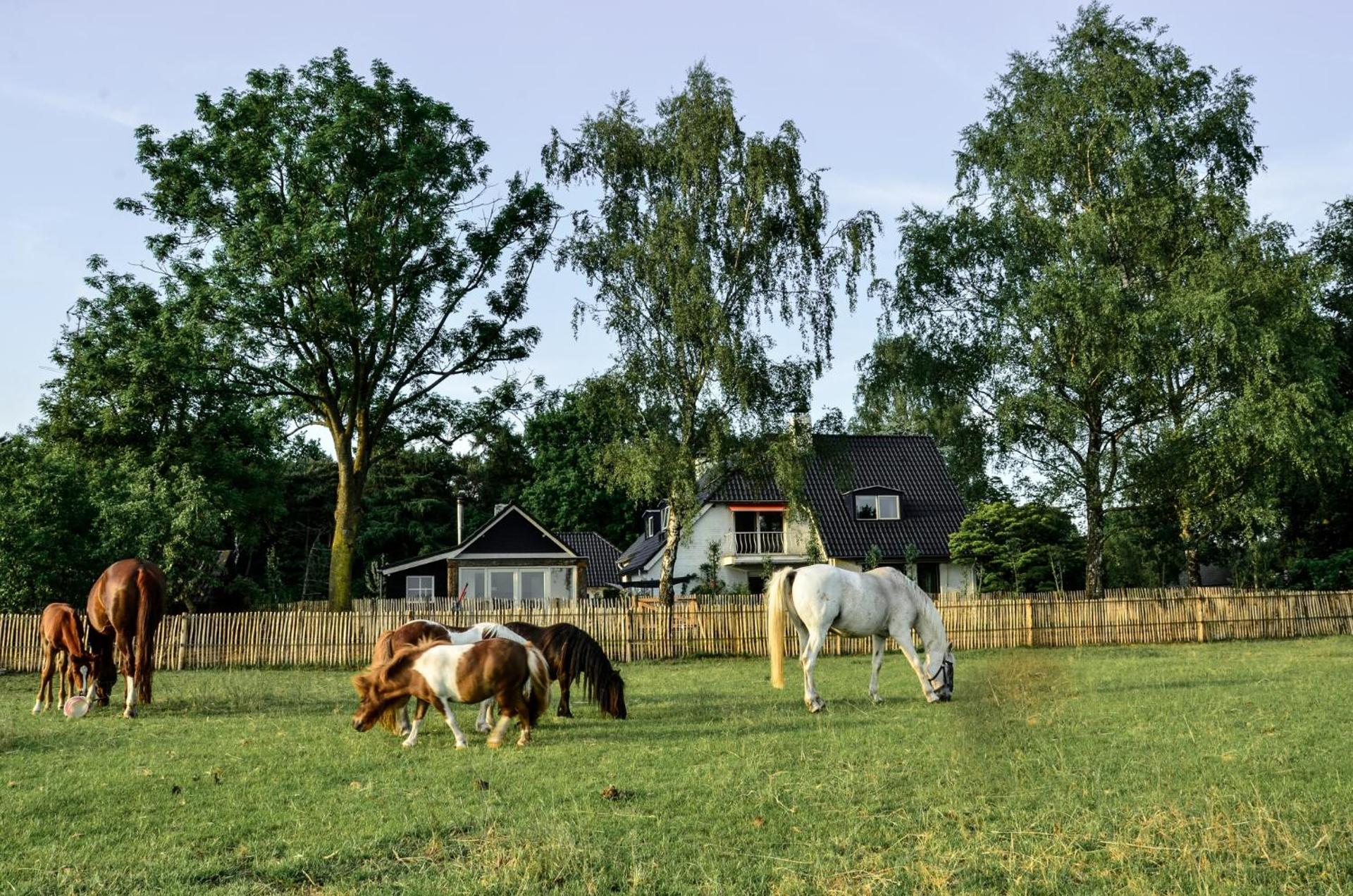 Bed & Breakfast de Zandhoef