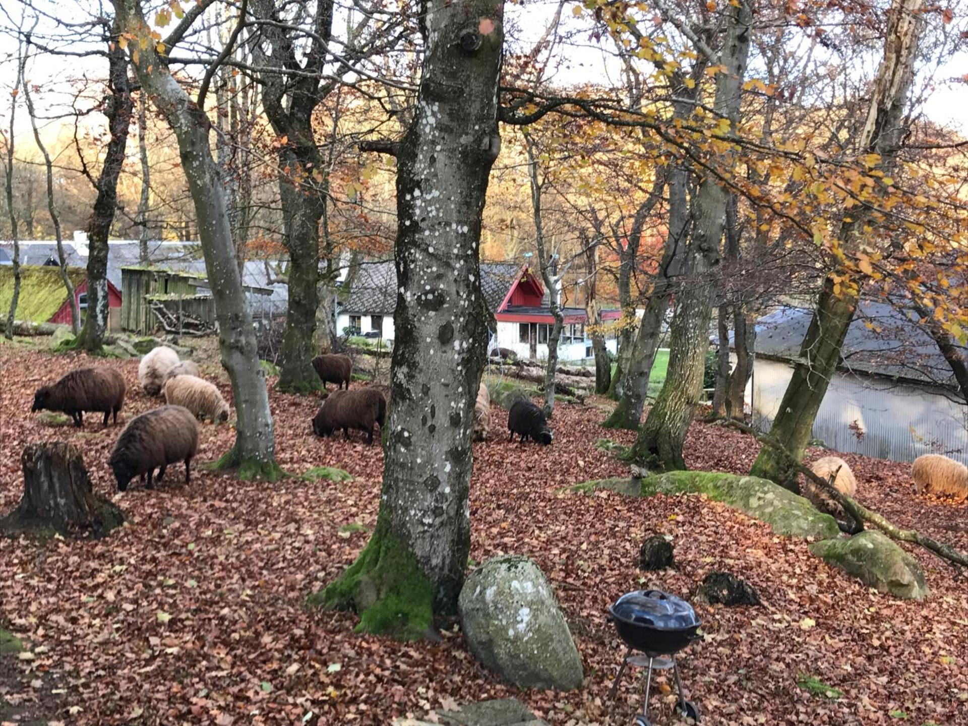 Farm Stay Happy Dogs Ranch