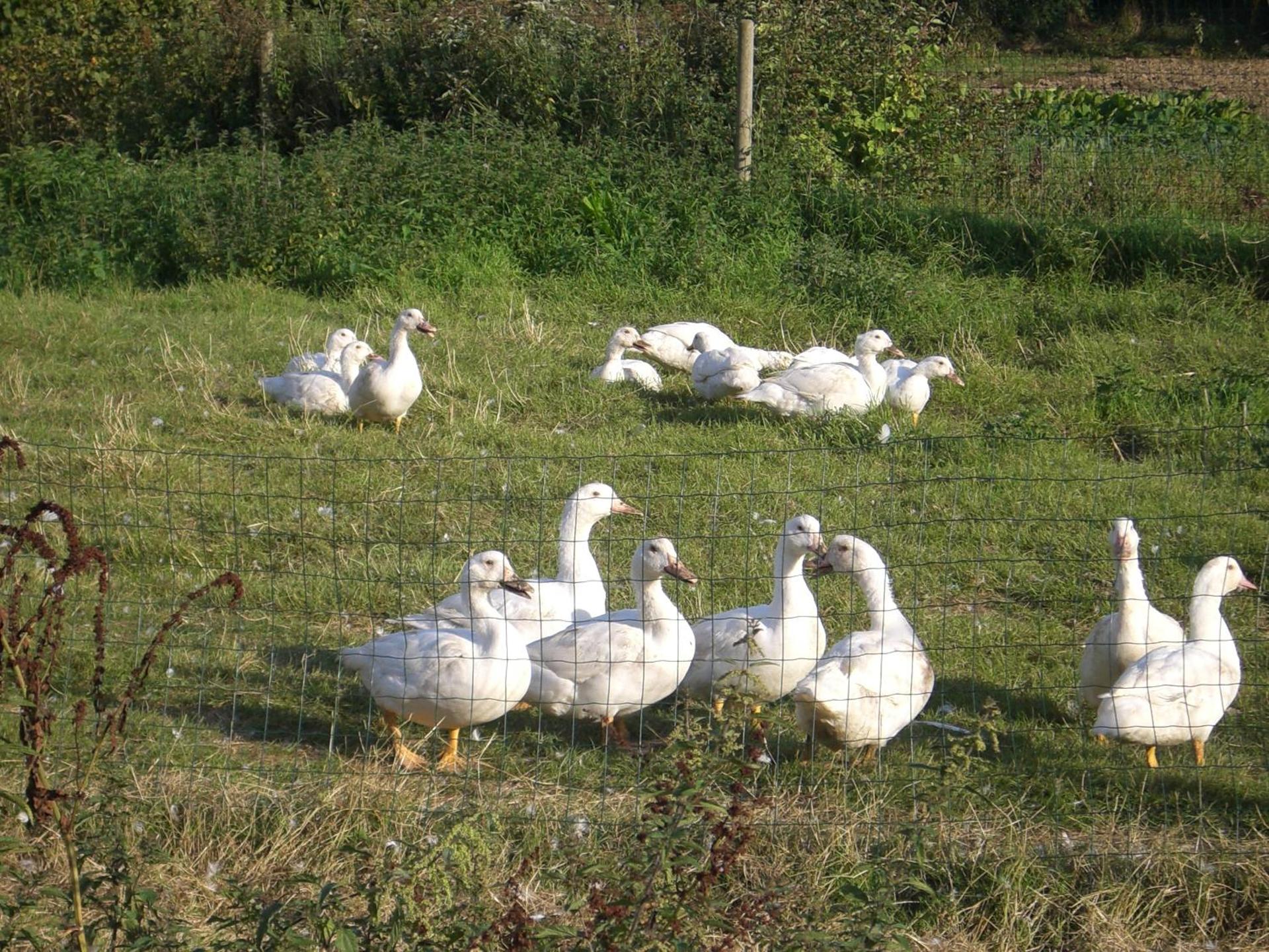 Gîtes de la Ferme Auberge de Mésauboin