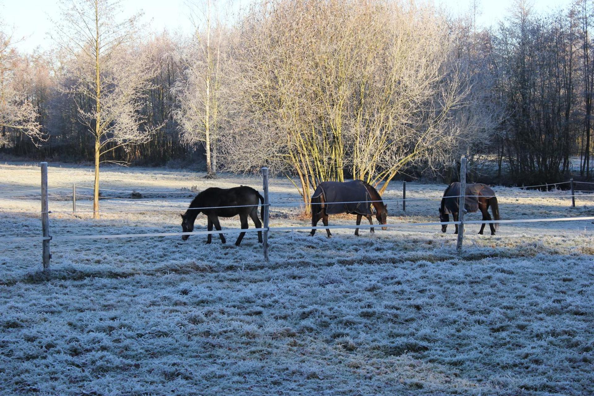 B&B Landgoed Bergerven