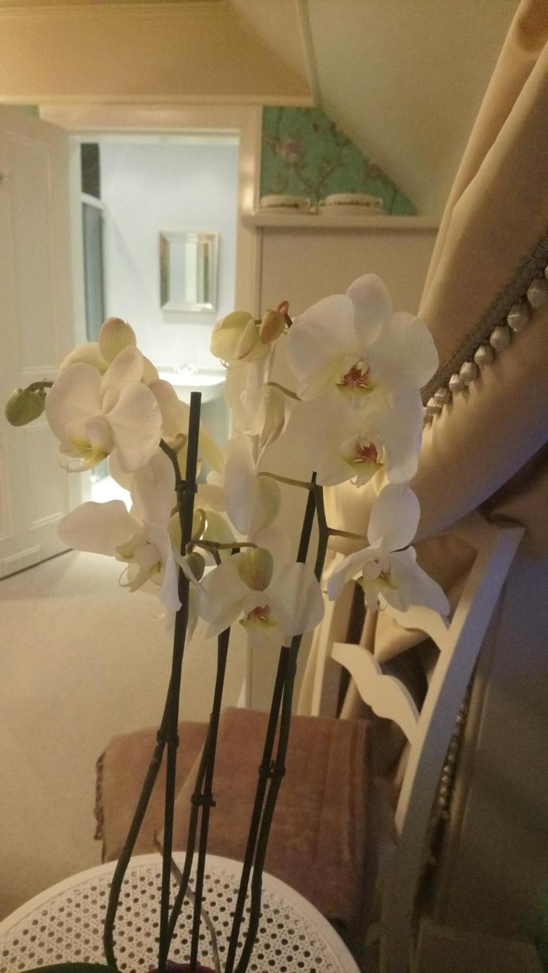 Deluxe Double Room with Shower