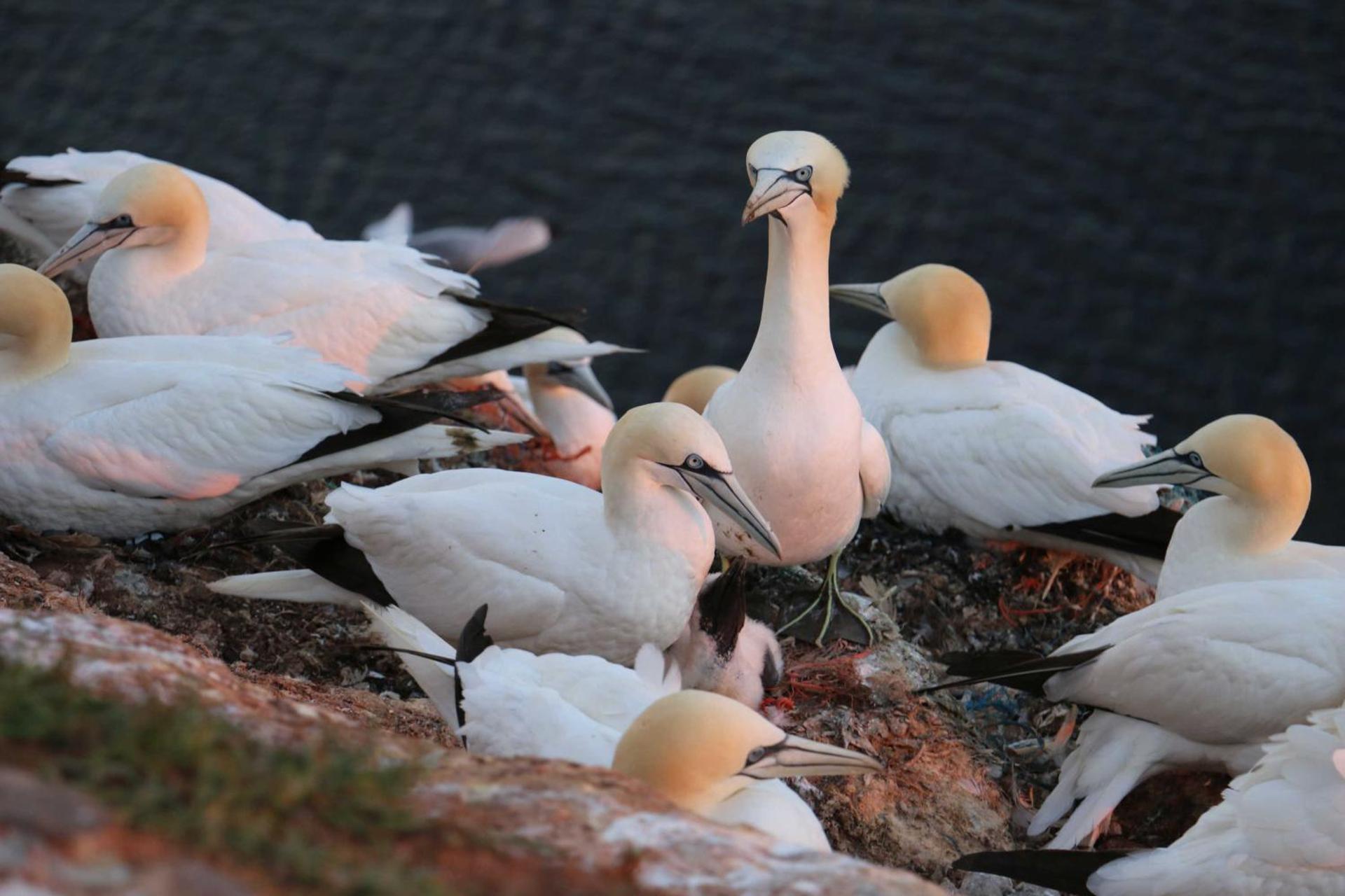 Gaestehaus Cap Hoorn