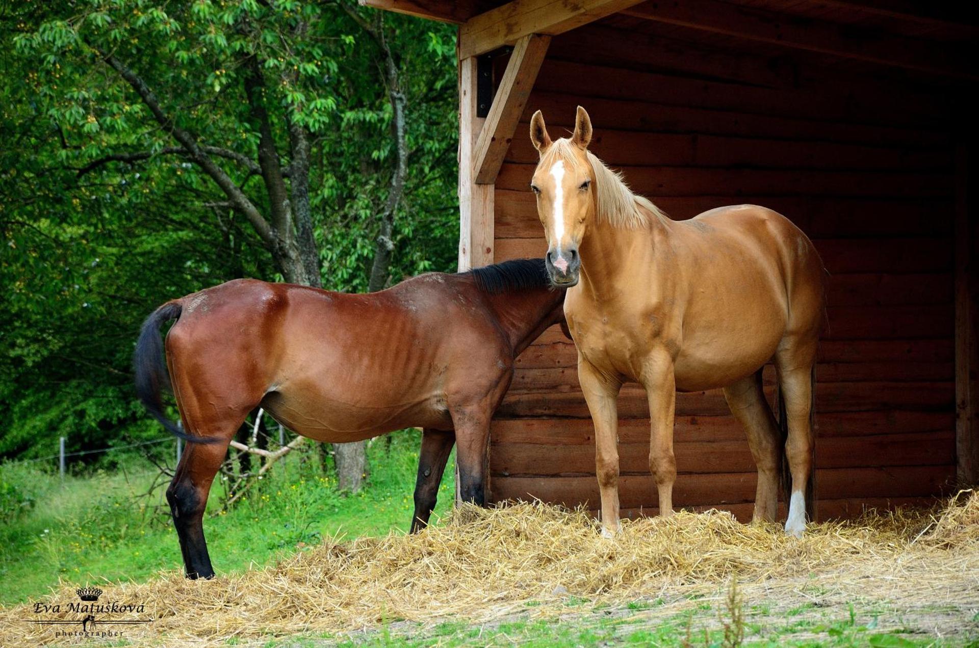Penzion Starý Pivovar
