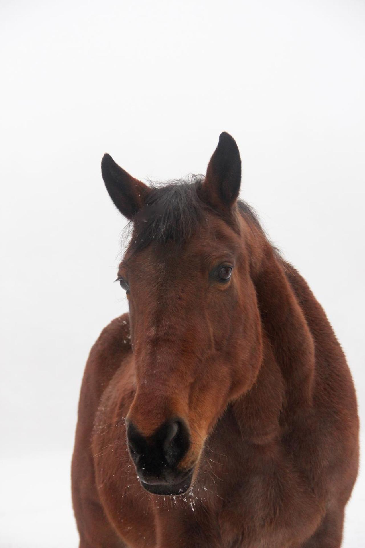 Penzion Starý Pivovar