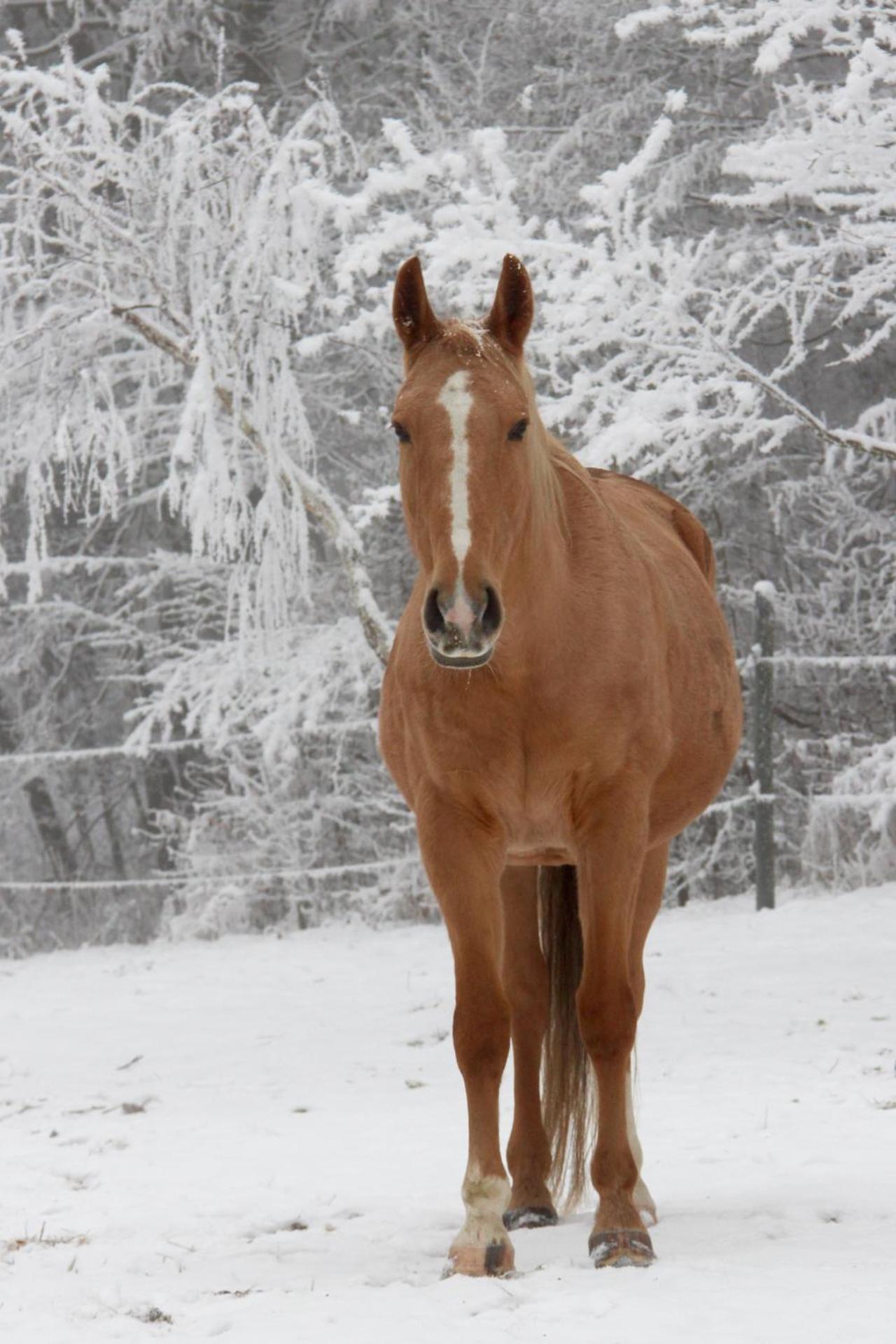 Penzion Starý Pivovar