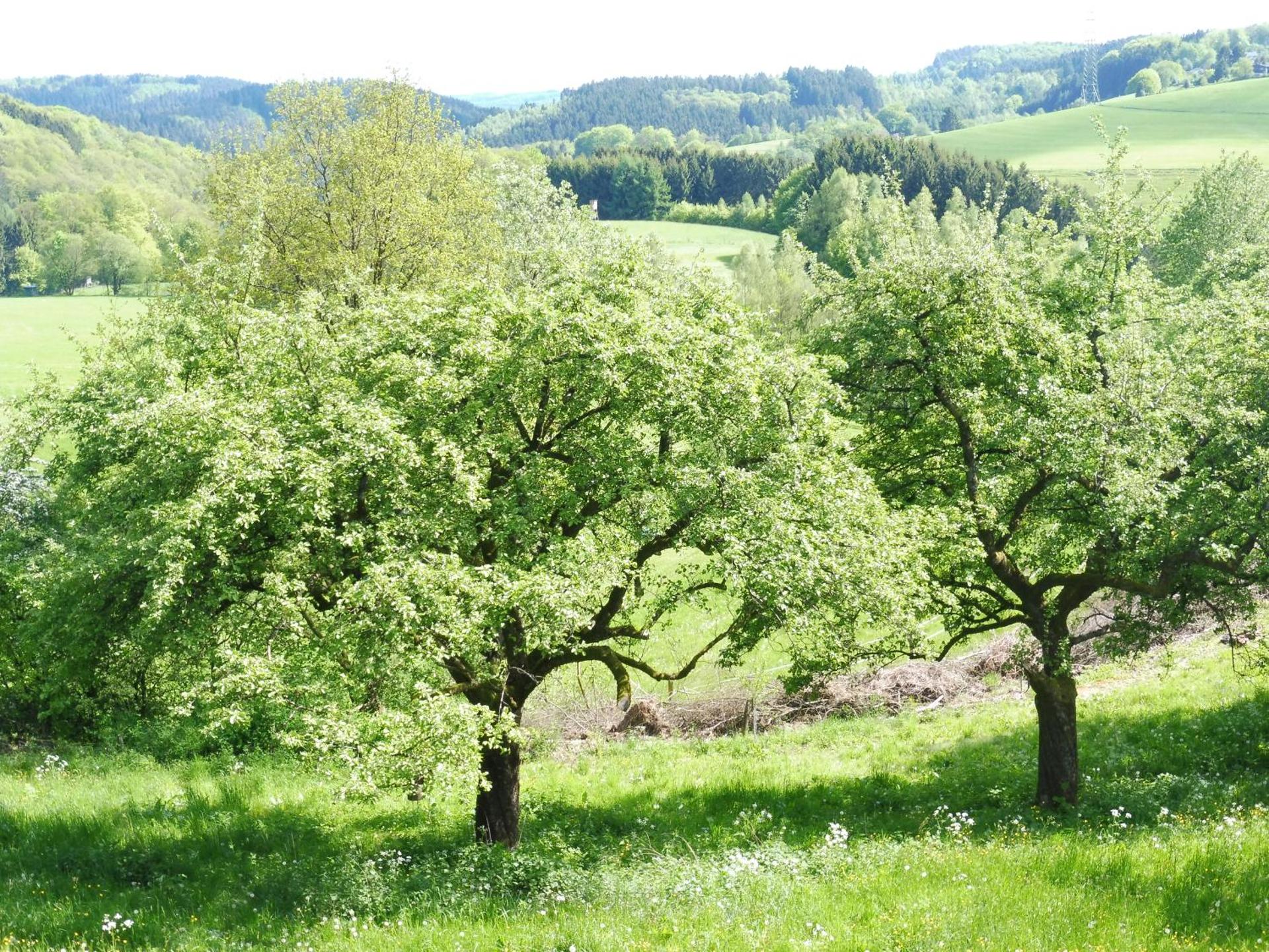 Kleine Villa im wilden Garten