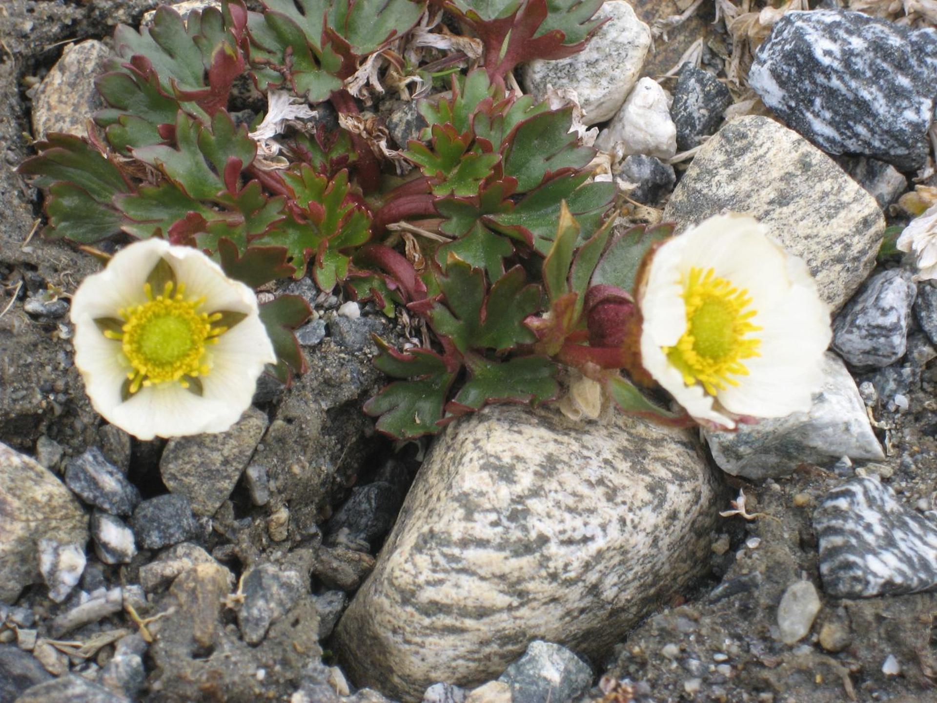 Hakkesetstølen Hytter