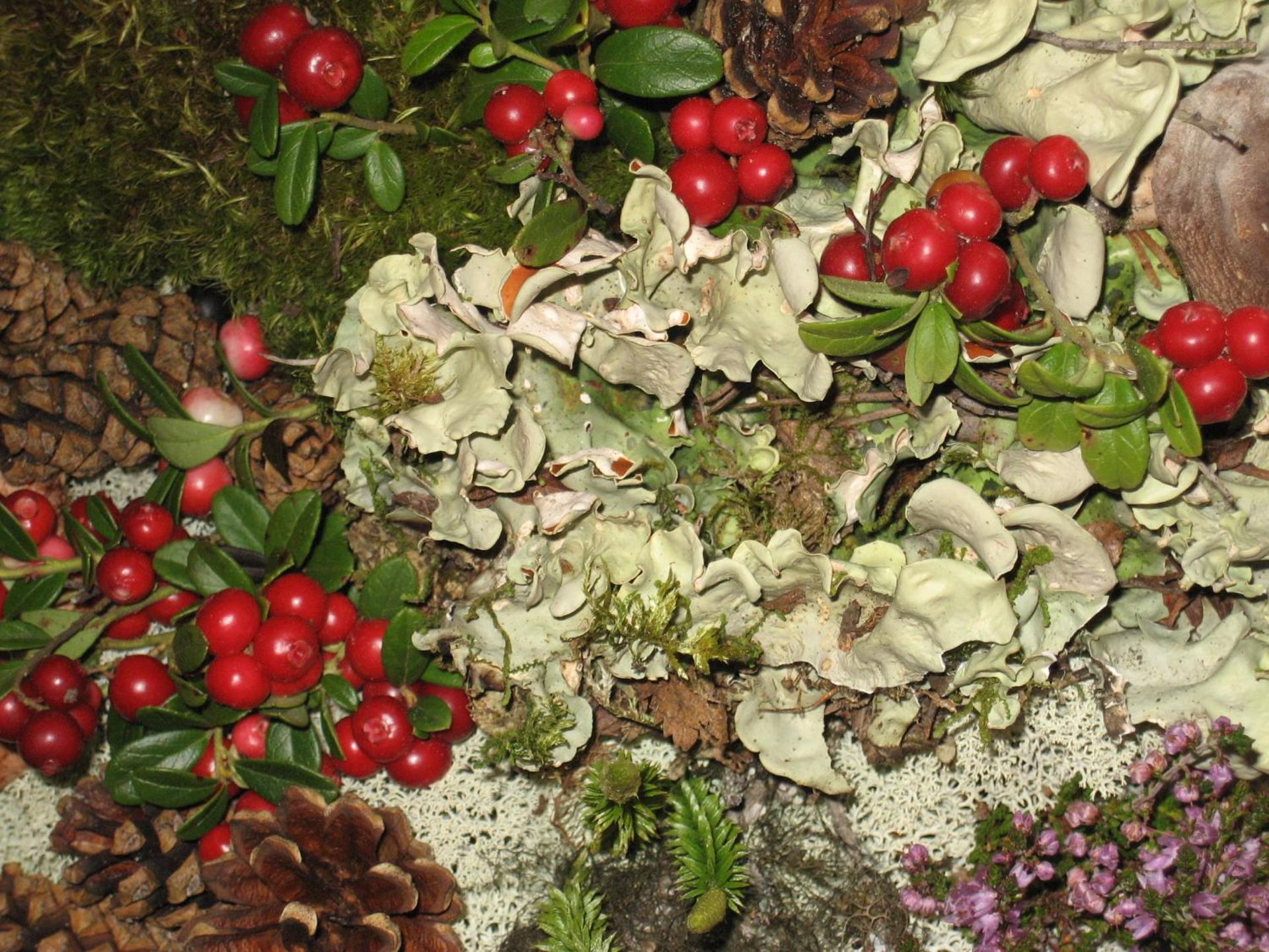 Hakkesetstølen Hytter