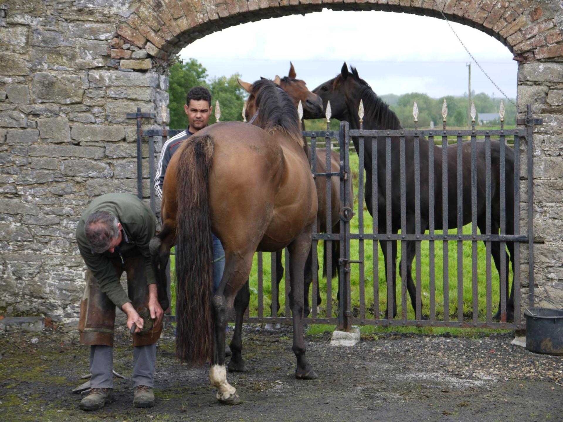 The Carriage Houses at Beechpark House