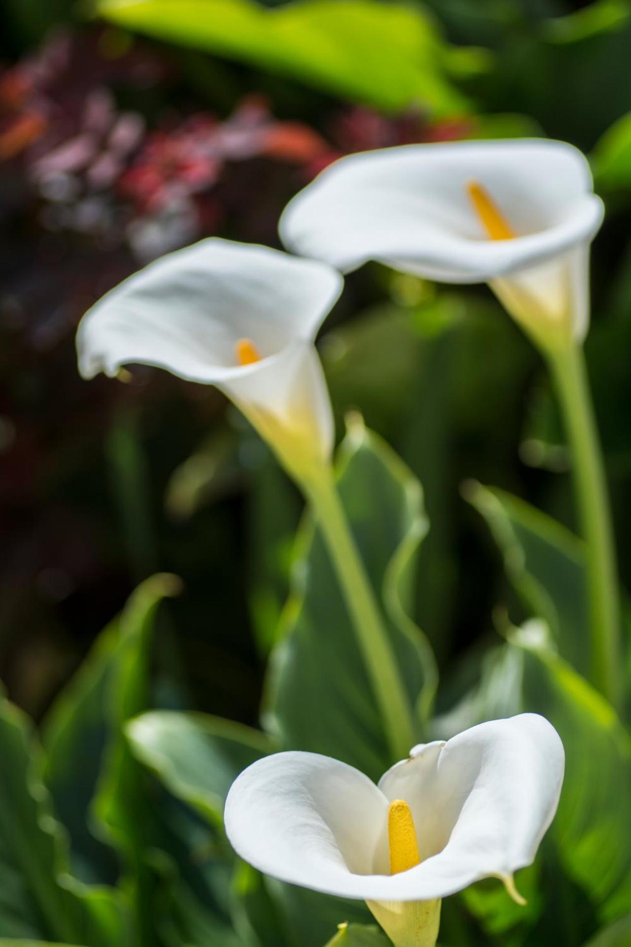 Apartamentos Florazar II Ajhory