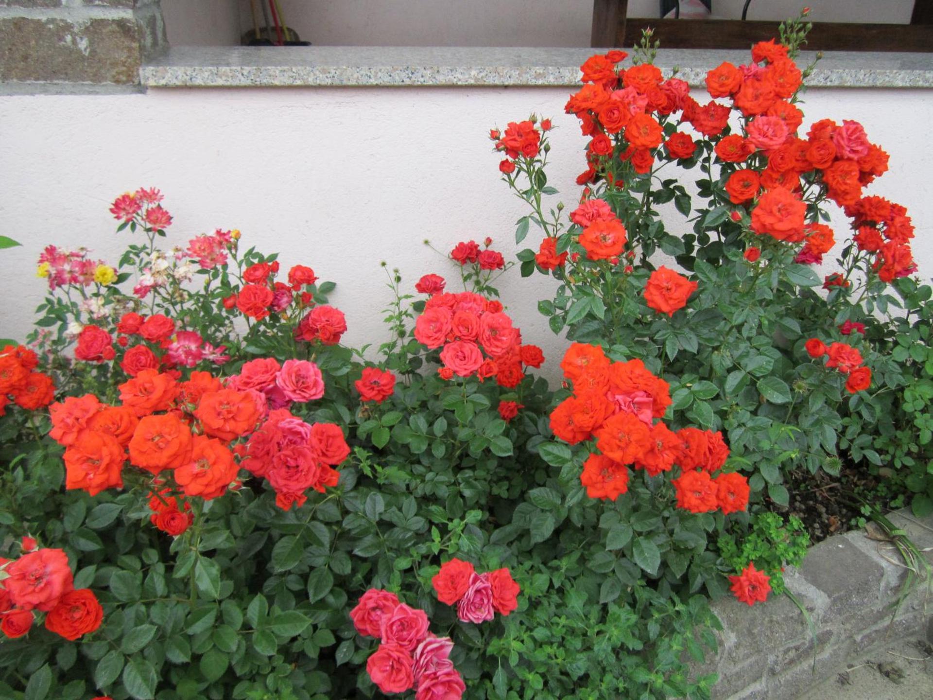 Le 3 Camelie Malpensa