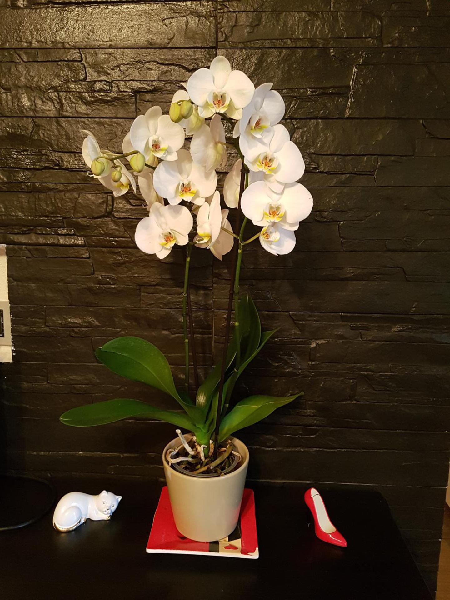 Appartamento Porto Frailis