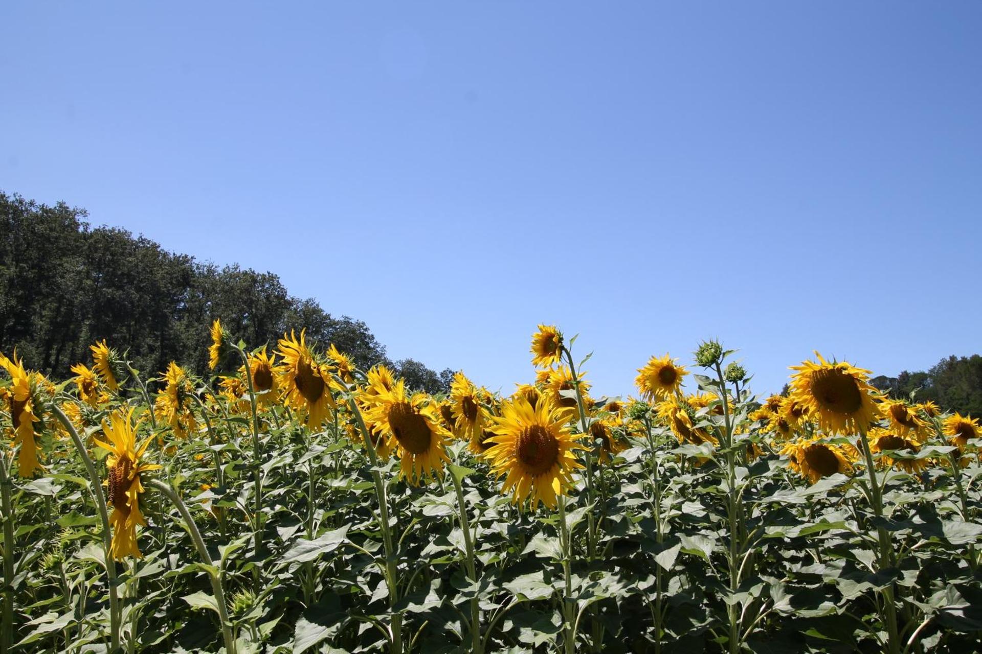 Appartamenti Albarosa by Holiday World