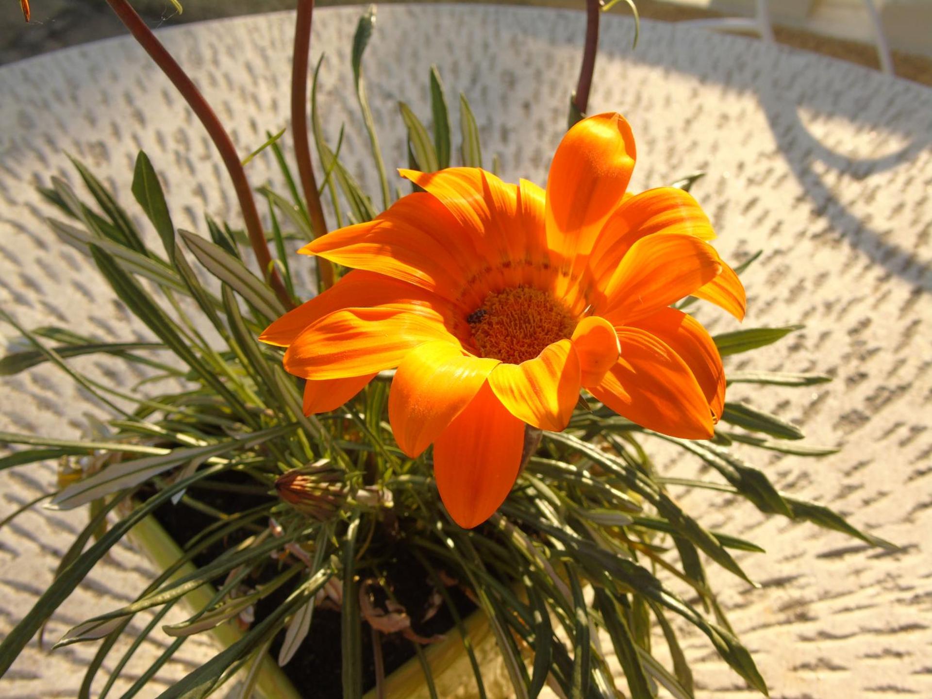 Aux Lauriers d'Adhémar