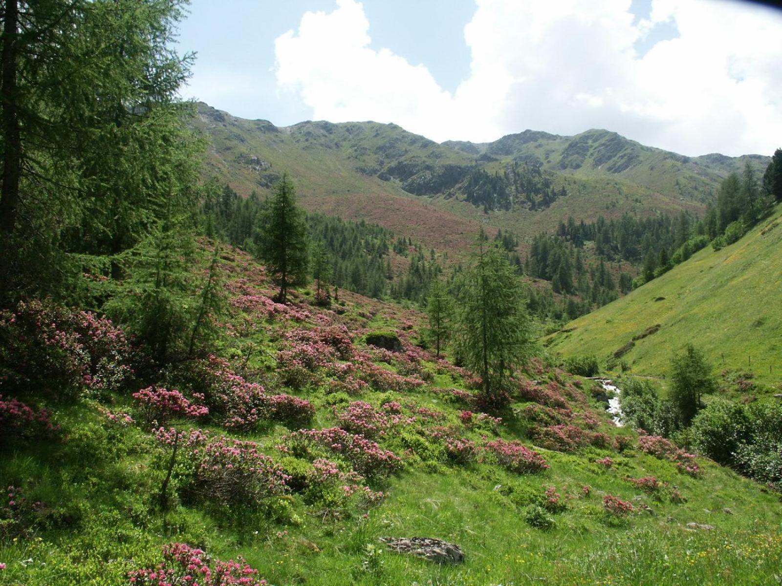 Ferienwohnungen Steidl