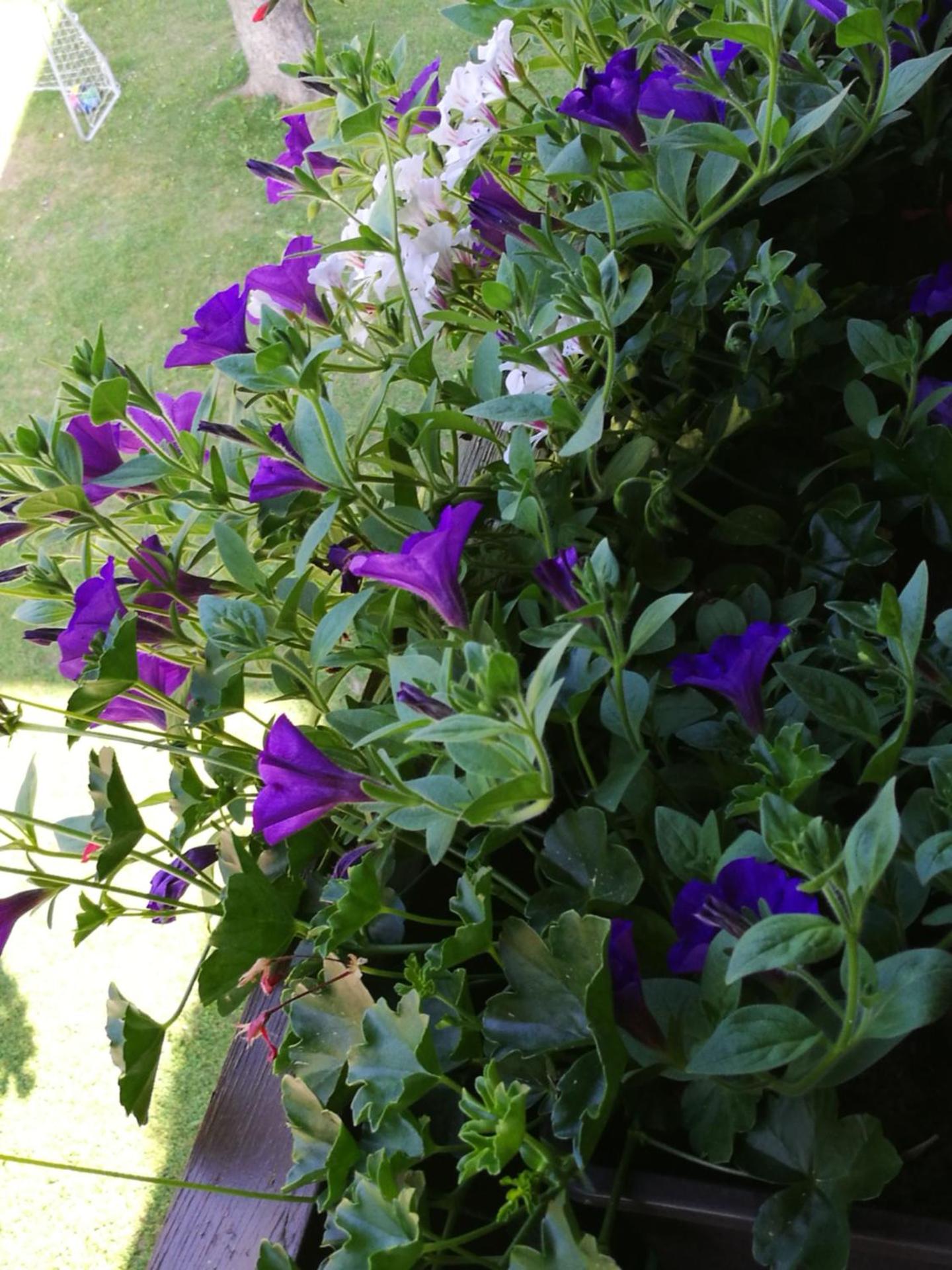 Gästepension Wiesenheim