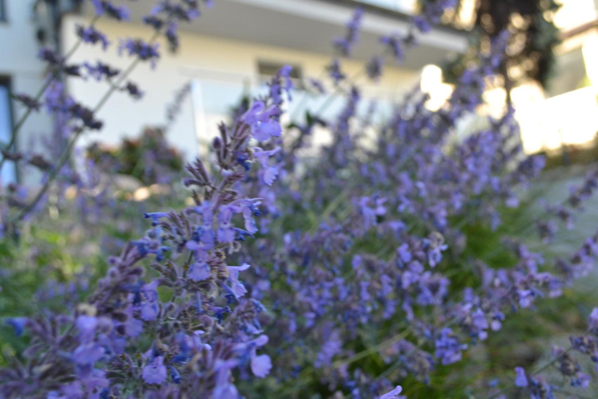 Apartamenty Willa Nawigator