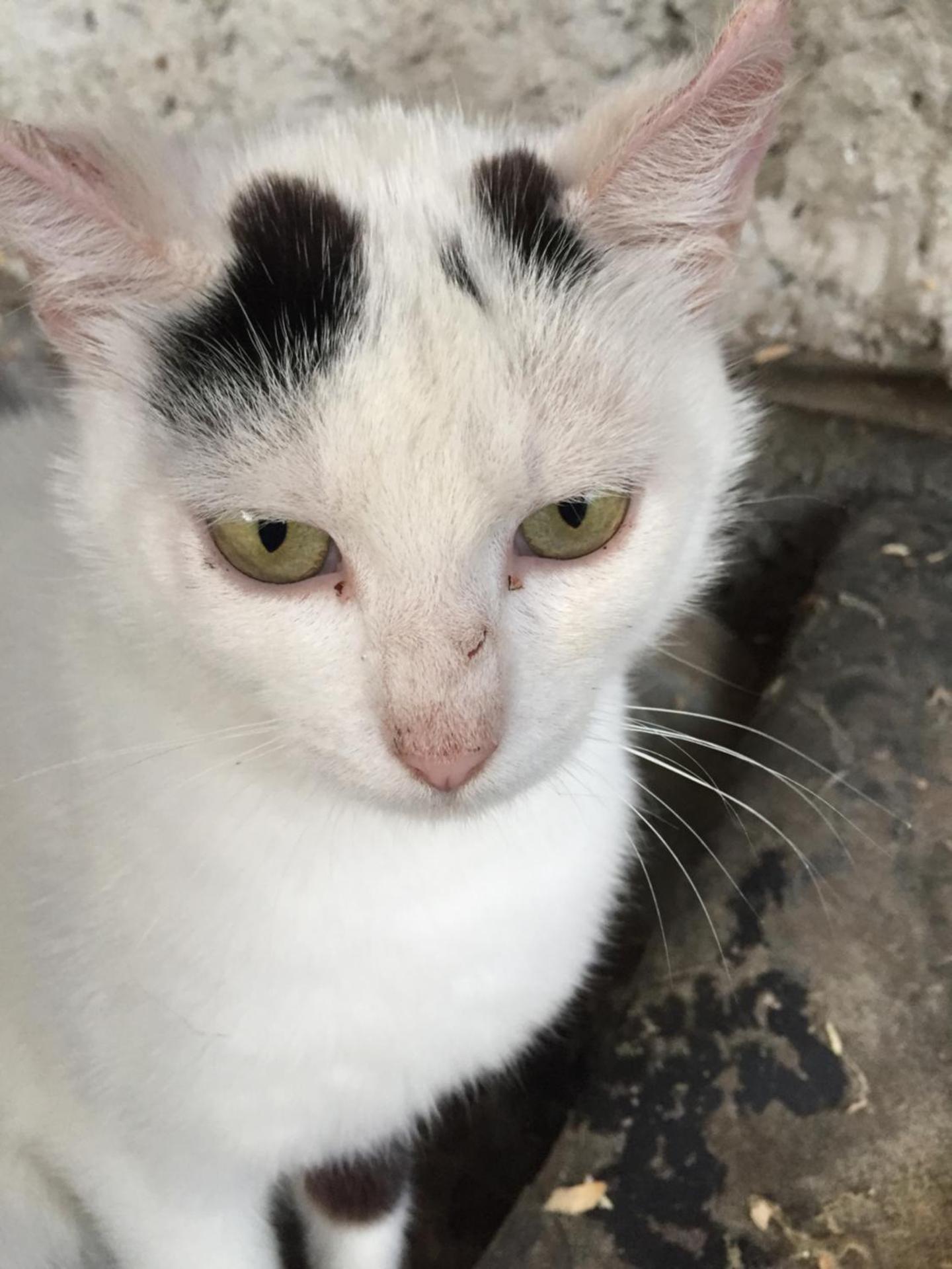 Dósa tanya, Vendégház