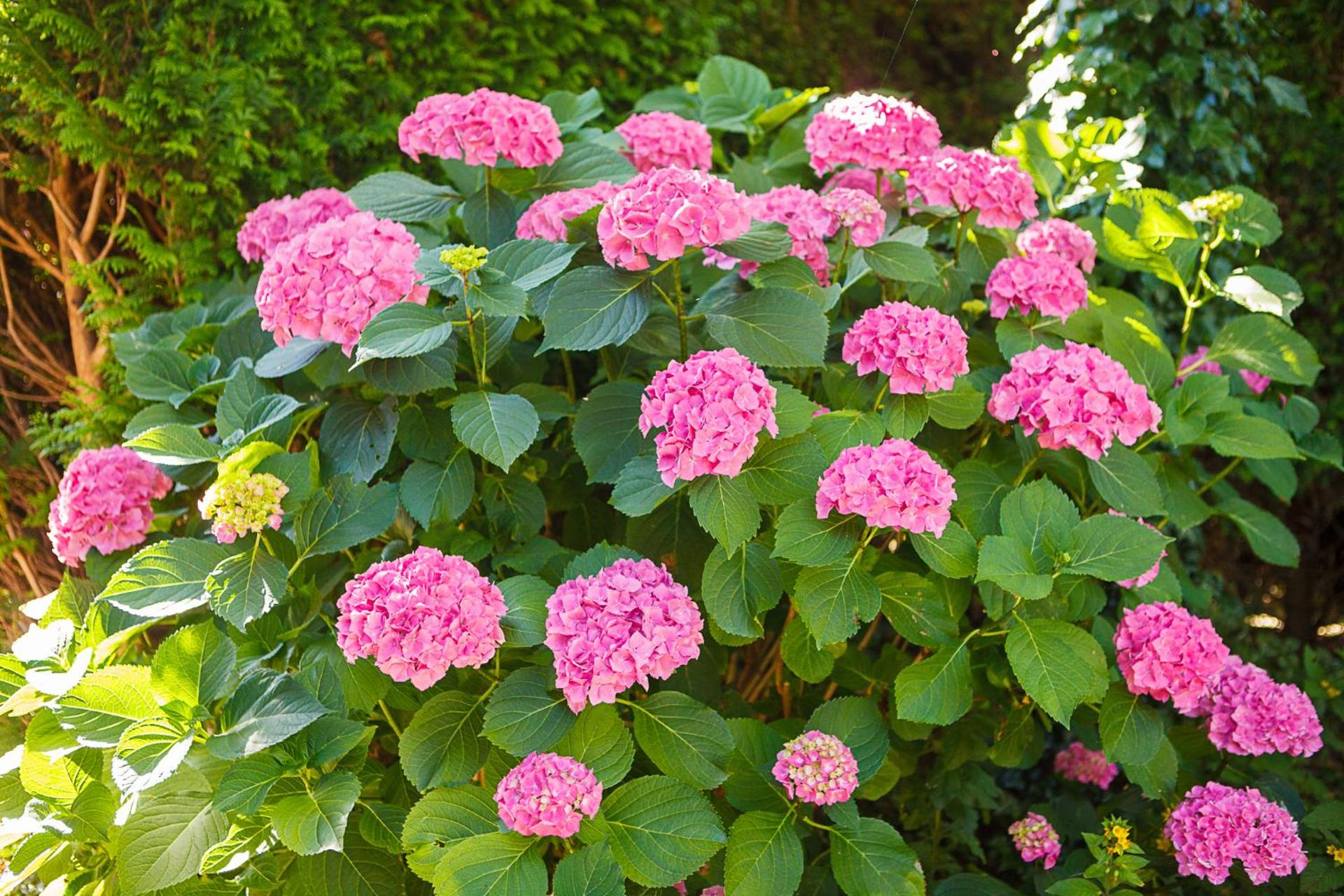 Bed and Breakfast Hoorn