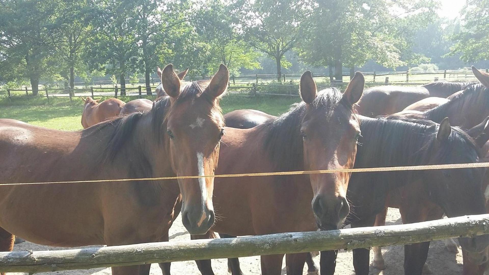 Ubytování Světluška