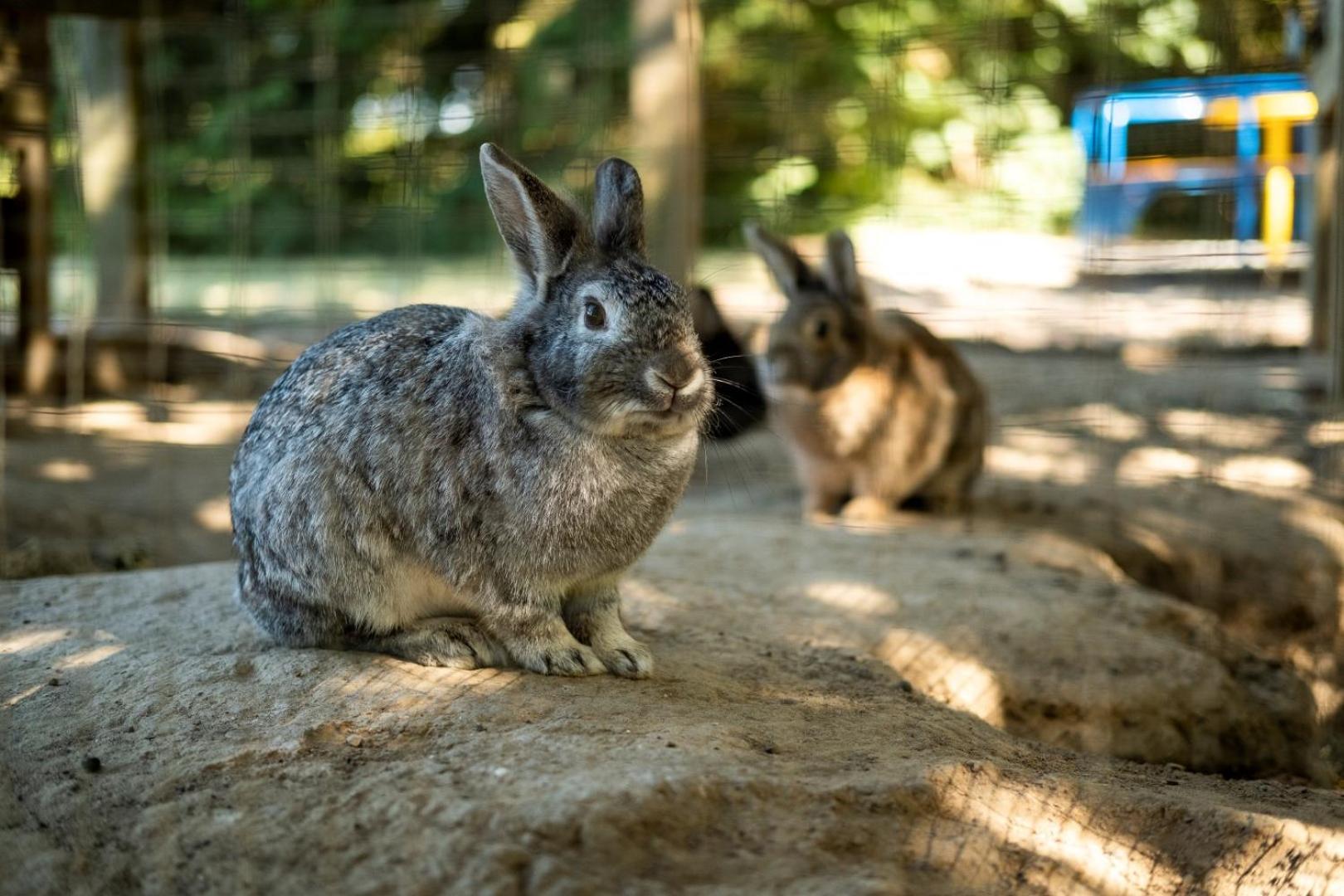 Children play ground