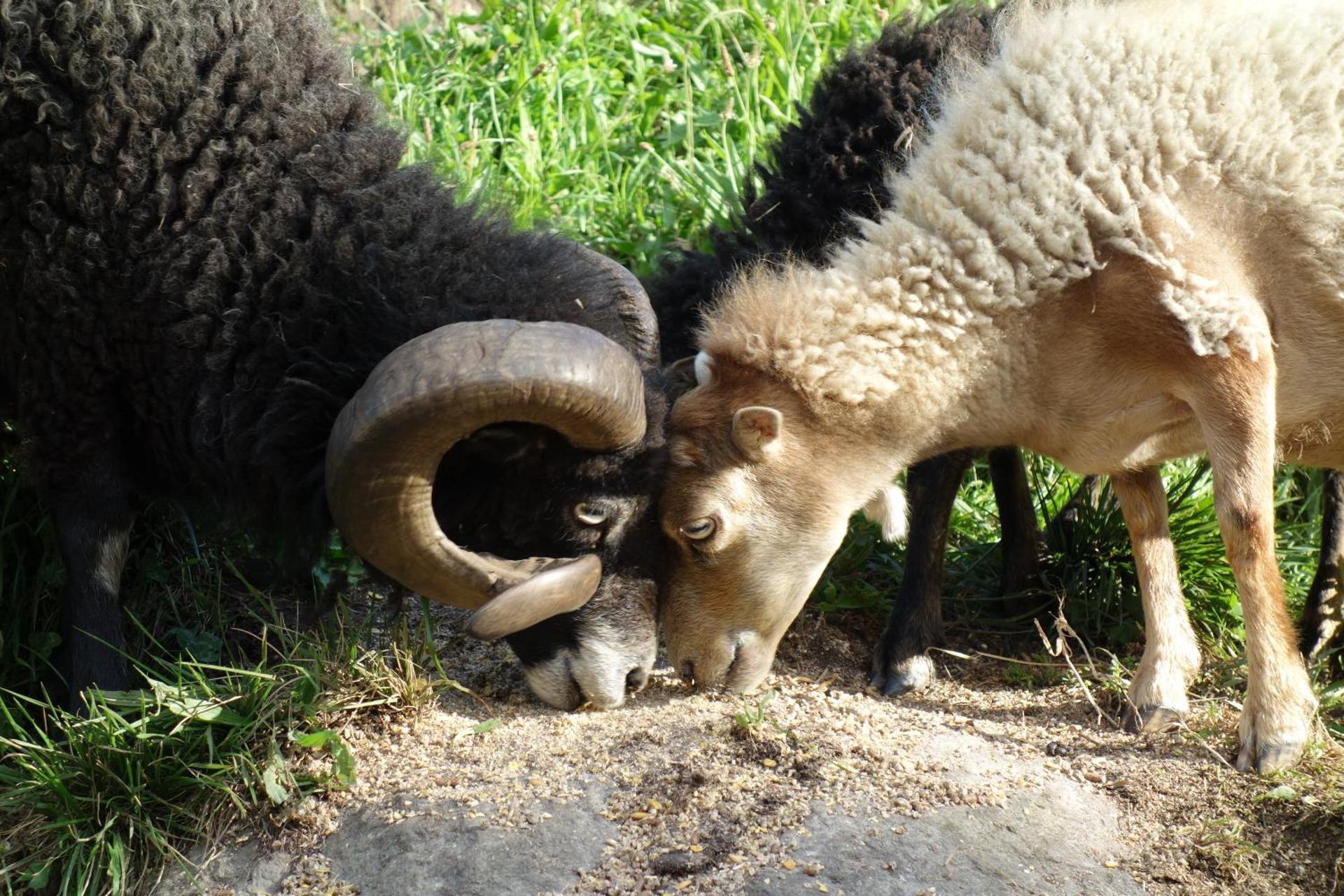 Appartment Sattlerhof