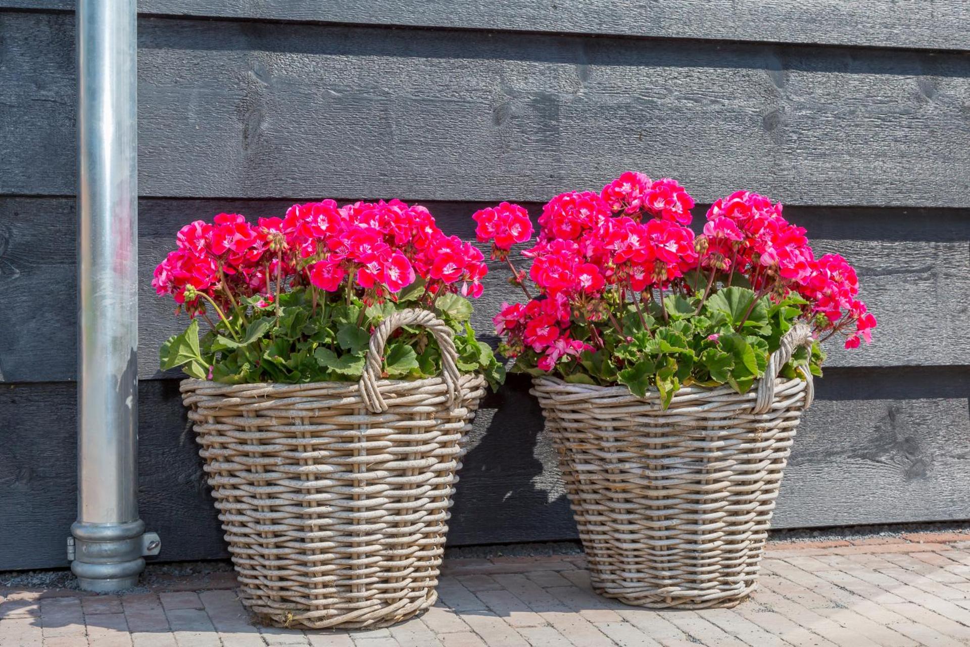 Welcome in - Vakantiehuis 't Zwartje met ruime tuin I Lepelstraat 18B