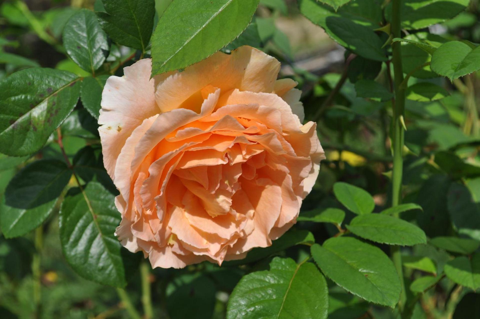 Casuta cu Trandafiri