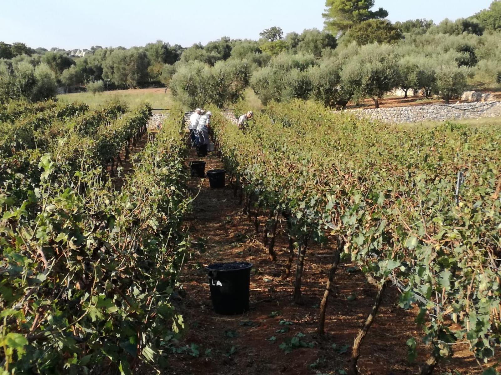 Agriturismo Grotta Di Figazzano
